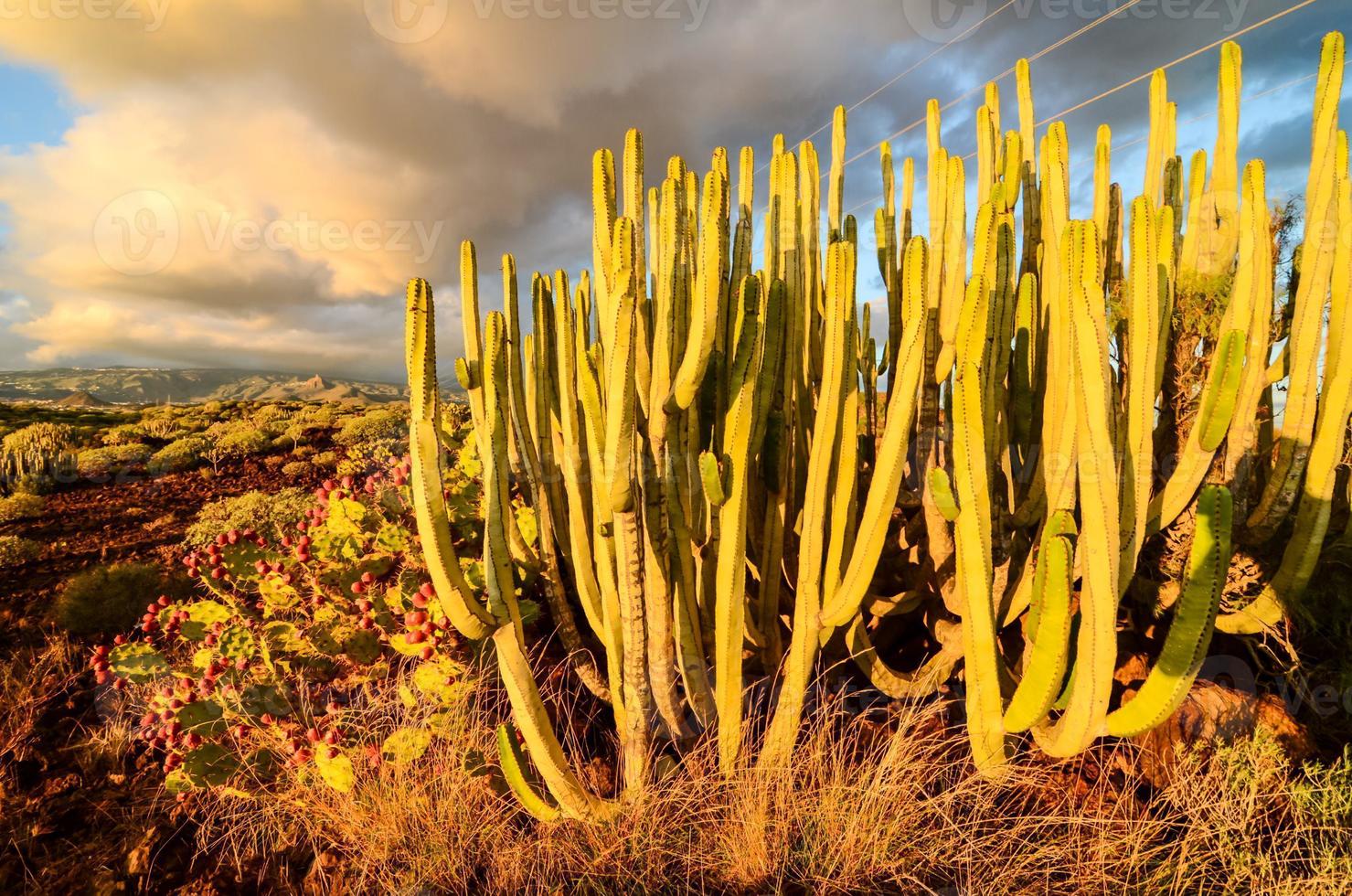 vista del paisaje de cactus foto