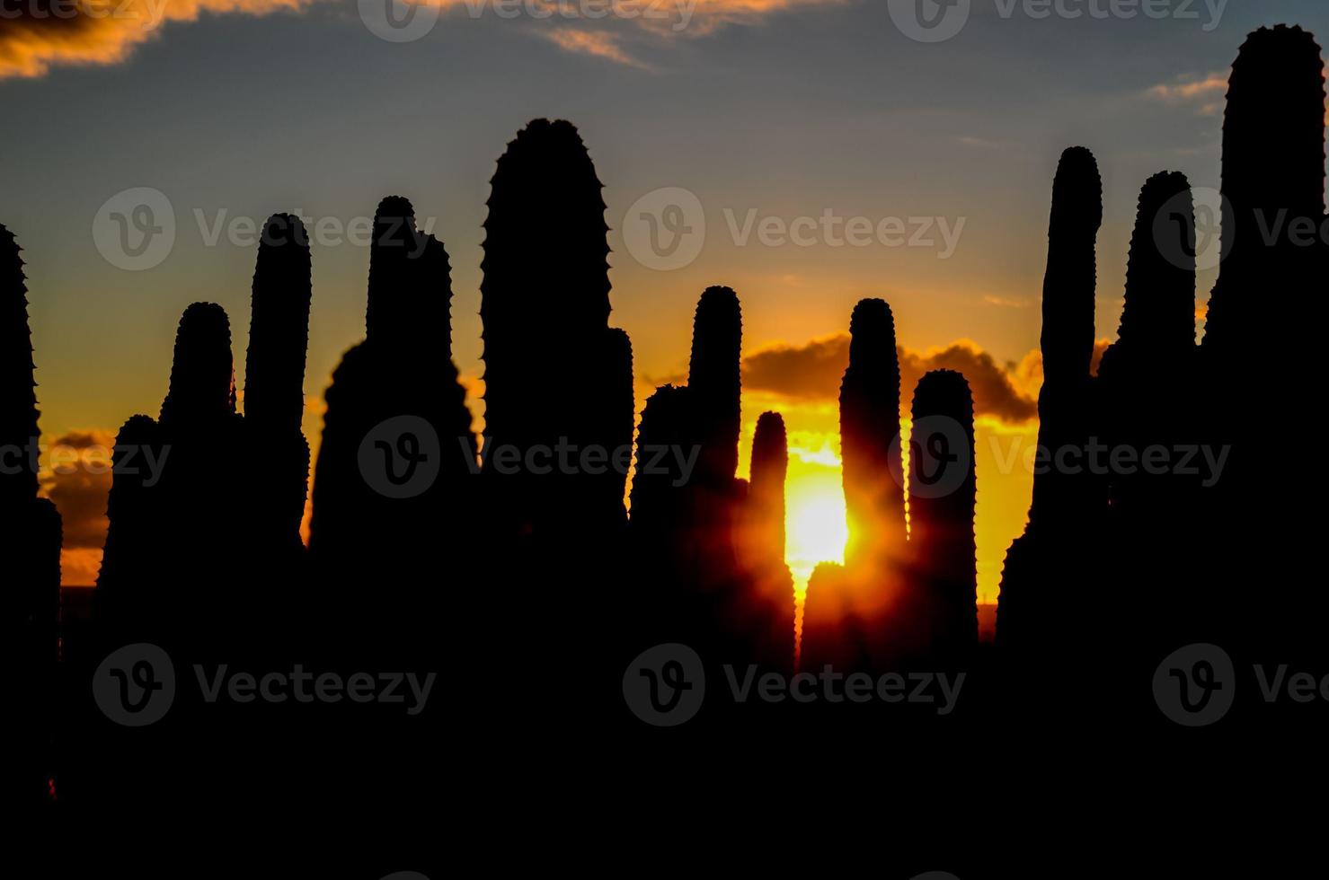 vista del paisaje de cactus foto