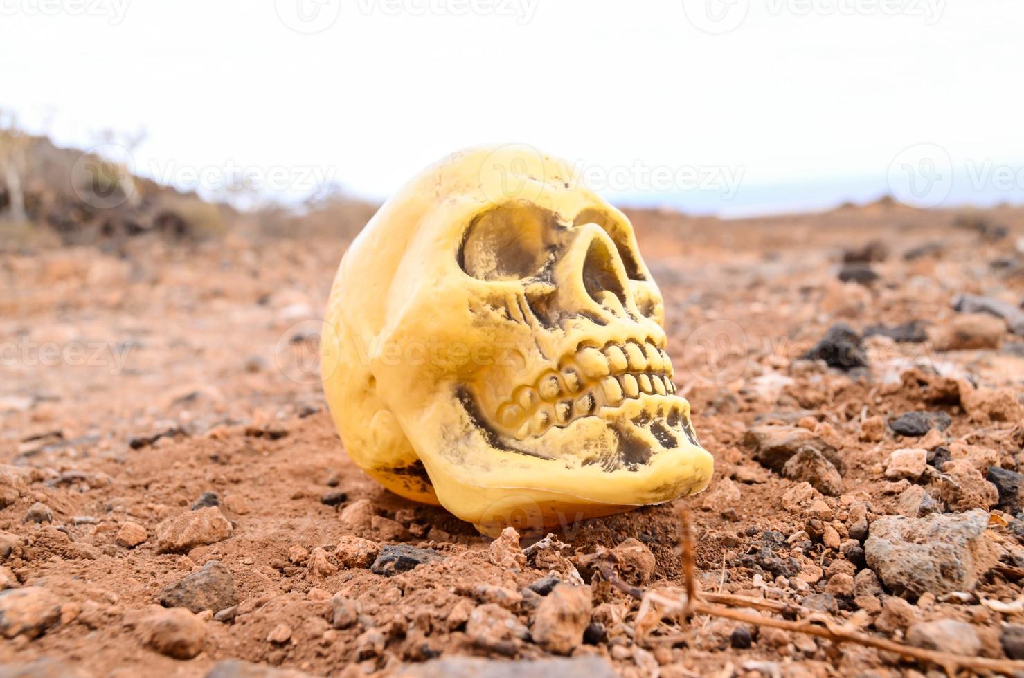 Skull on the ground photo