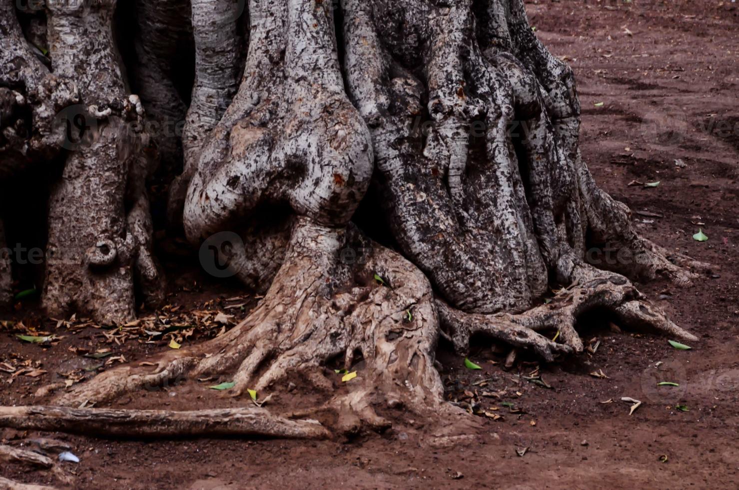 primer plano de raíces de árboles foto