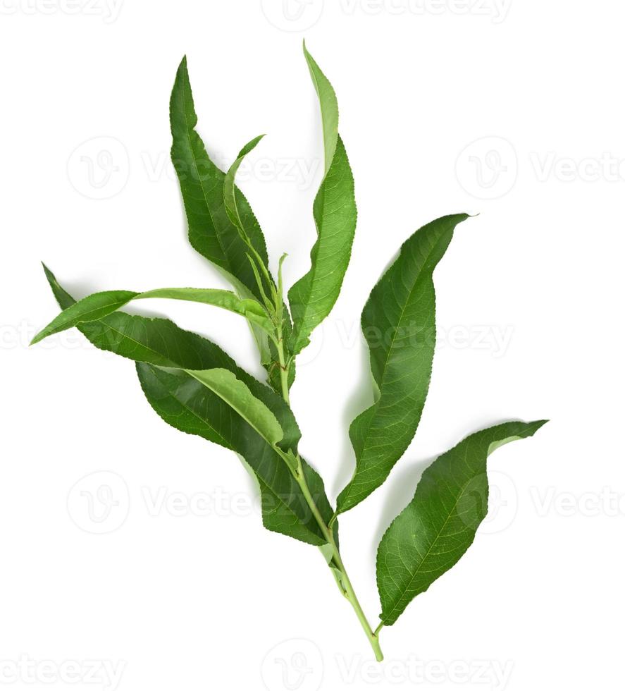 peach branch with green leaves isolated on white background photo