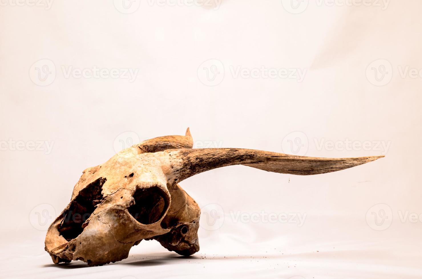 Isolated ram skull photo