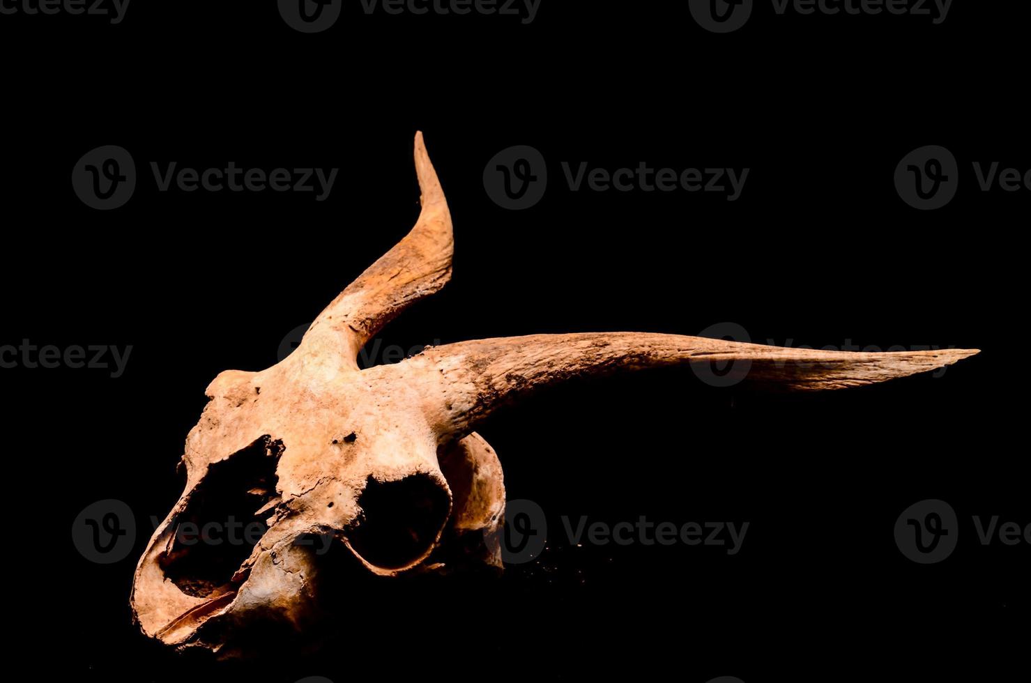 Isolated ram skull photo