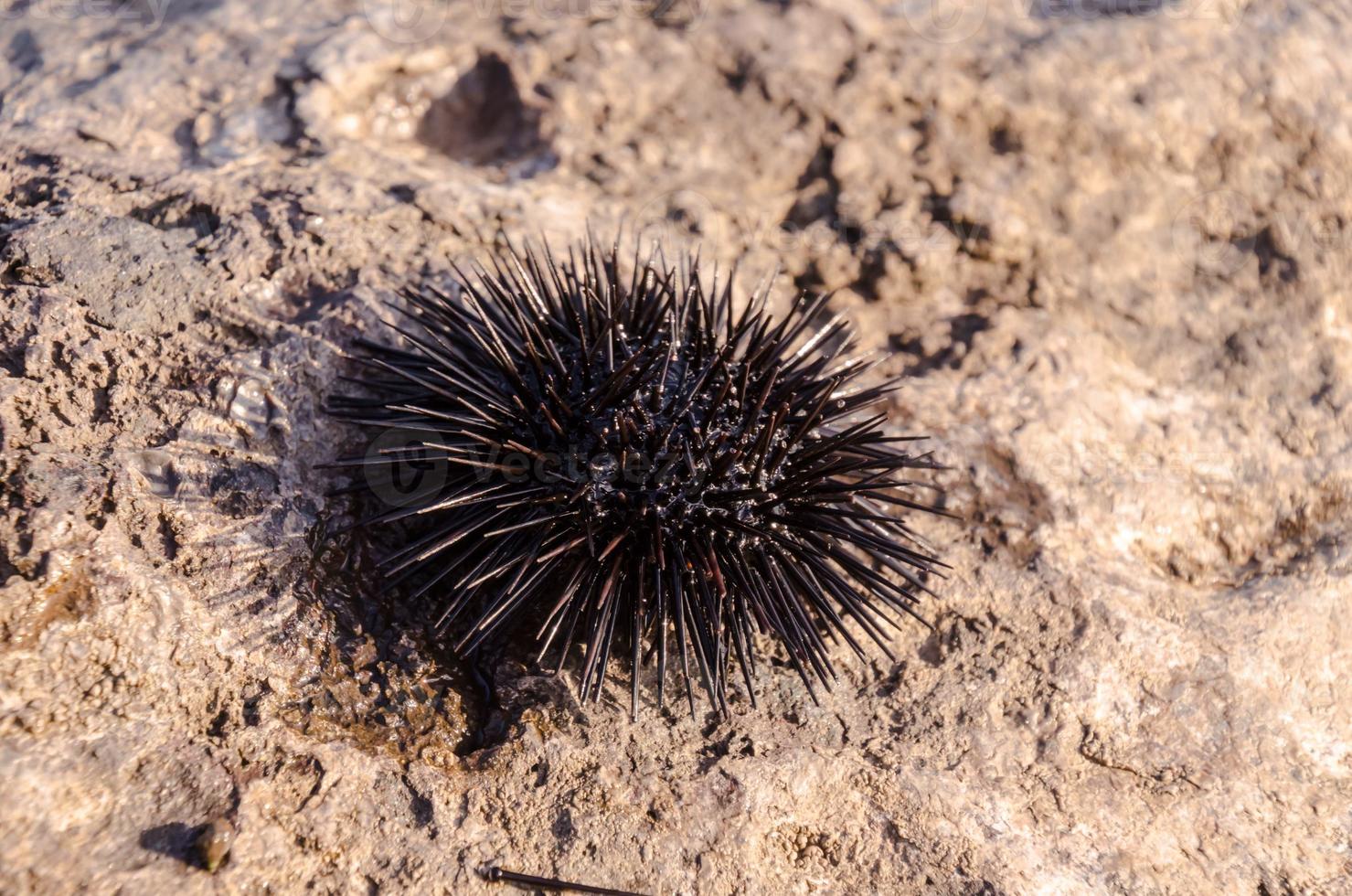 Sea urchin close-up photo