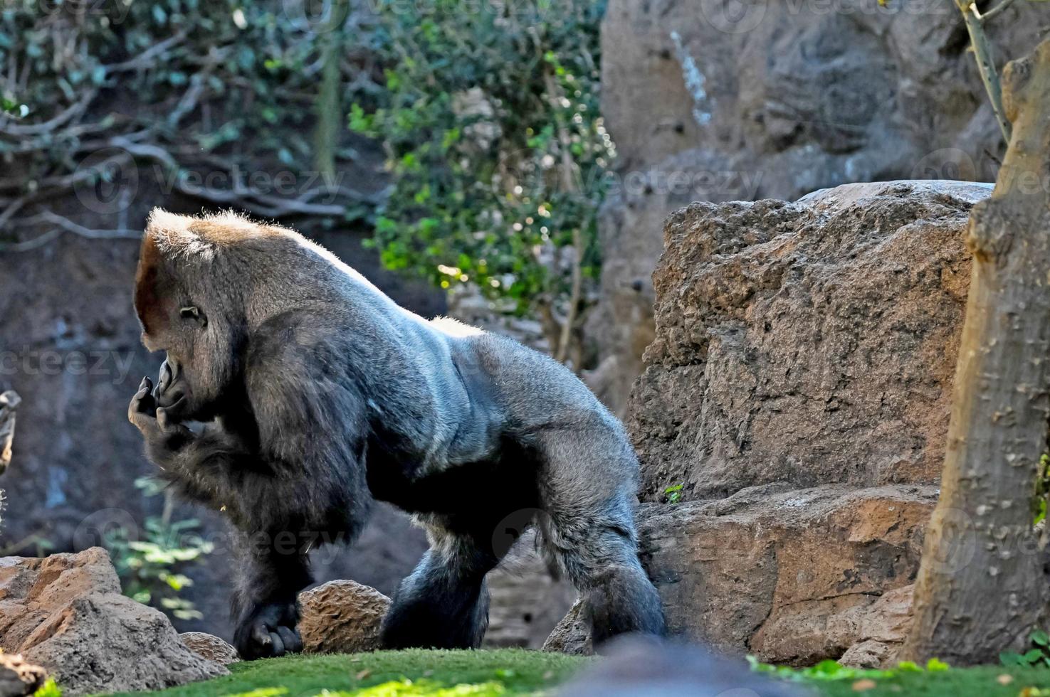 Gorilla in the zoo photo