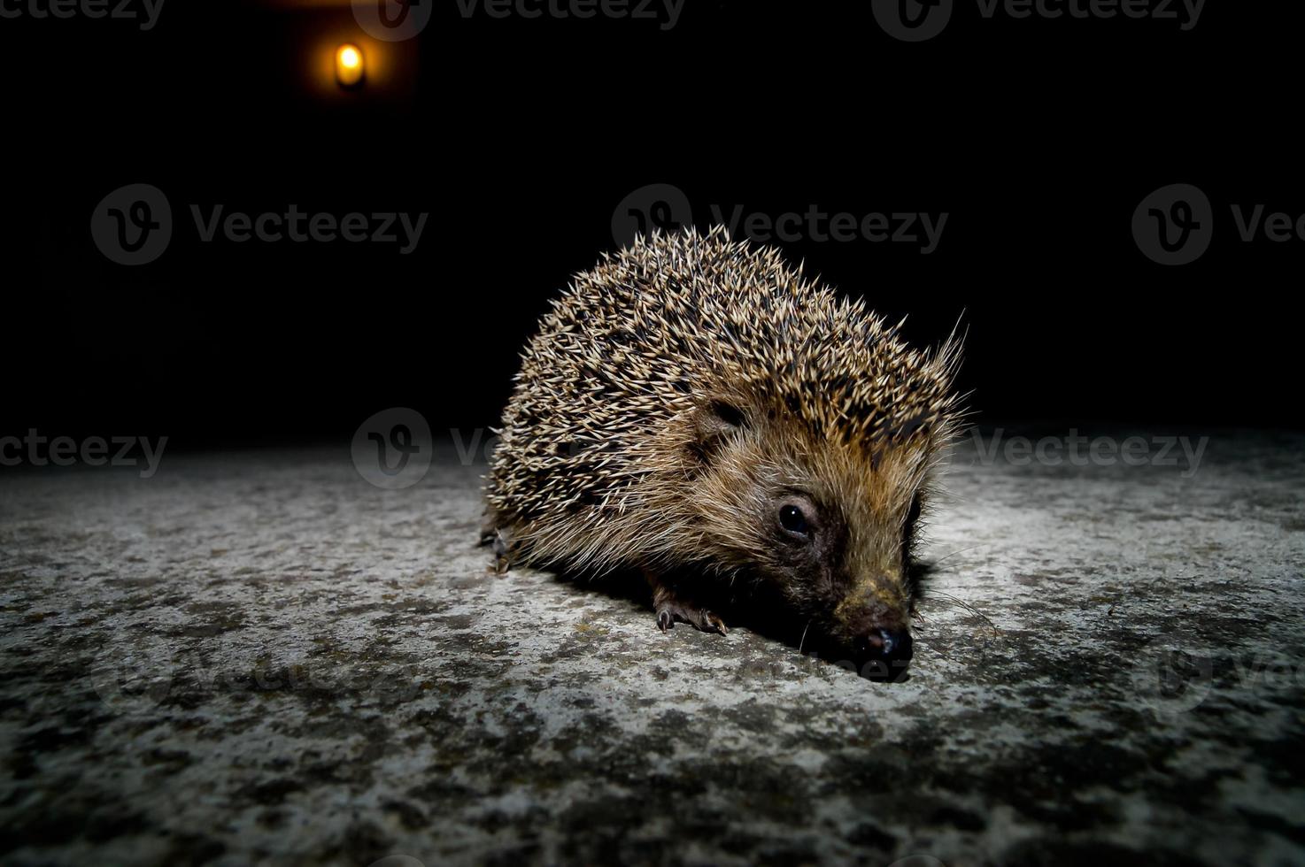 Cute hedgehog close-up photo