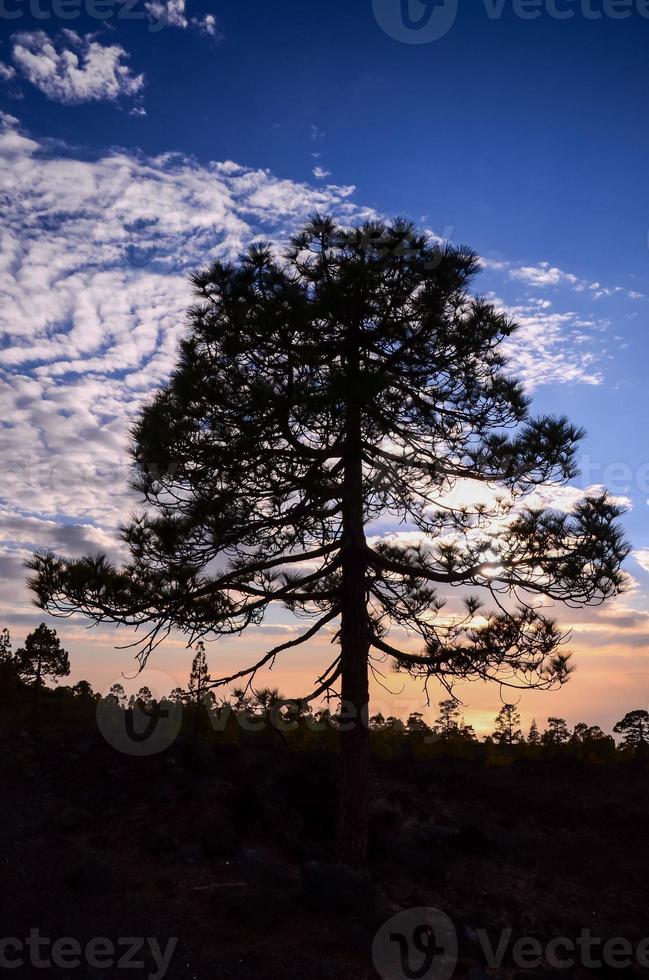 View of a tree photo