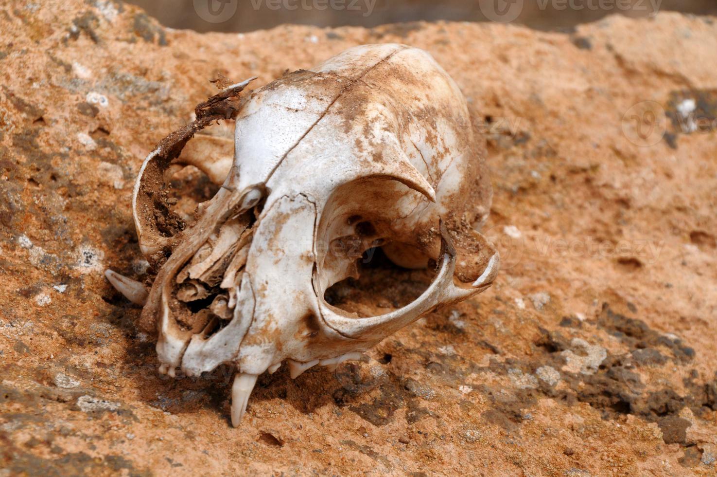 Ram skull close-up photo