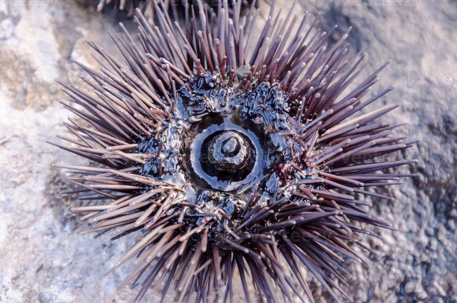 Sea urchin close-up photo