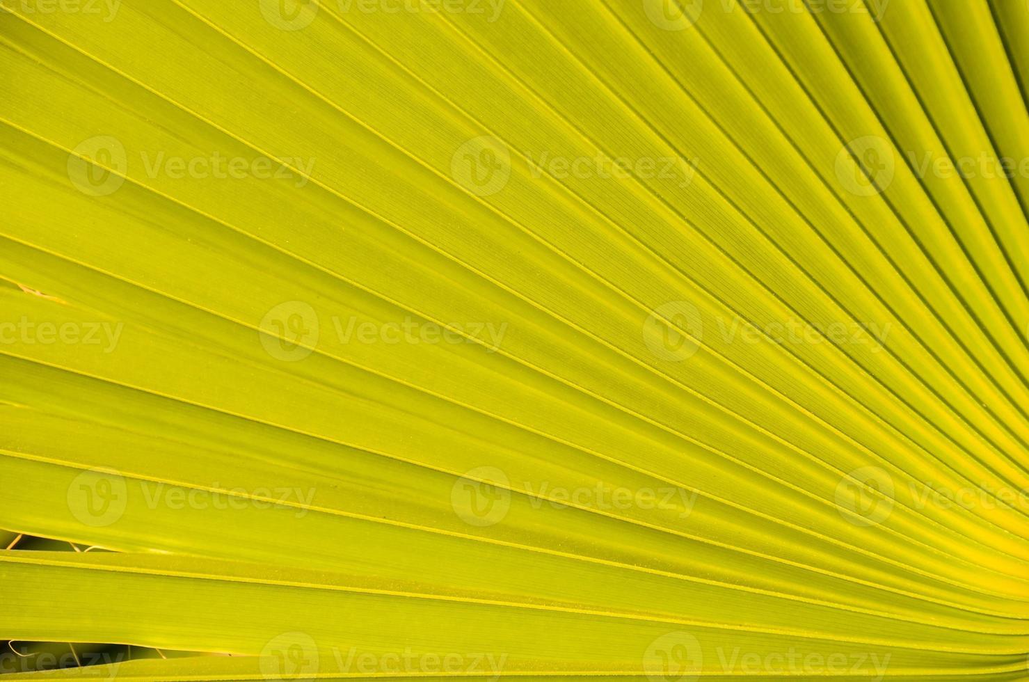 Palm leaf texture background photo