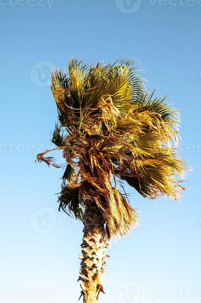 View of a palm tree photo