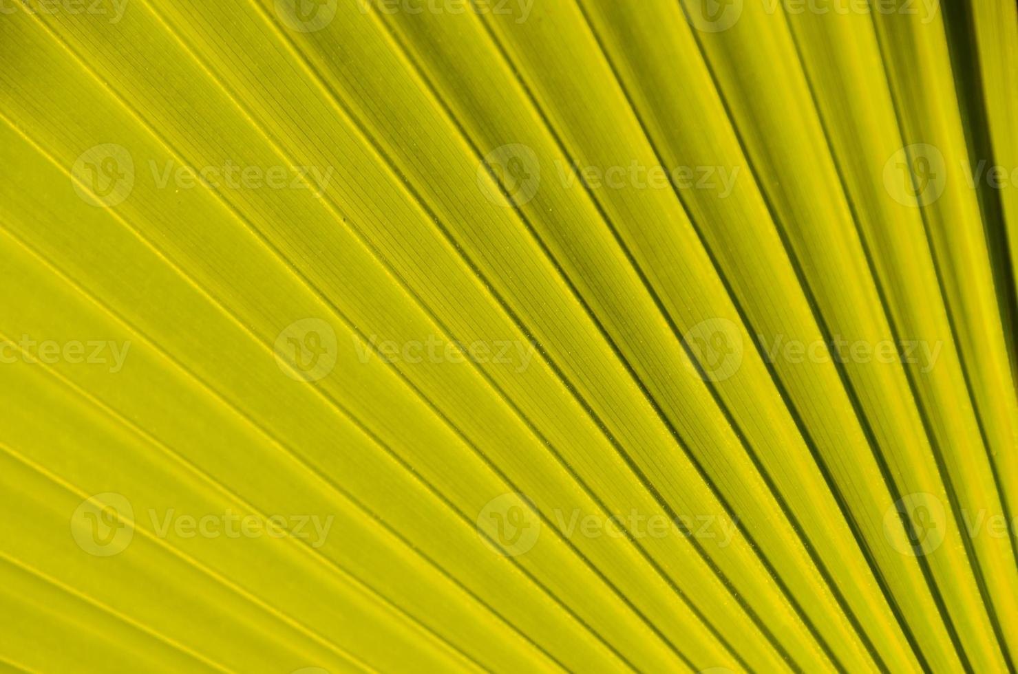 Palm leaf texture background photo