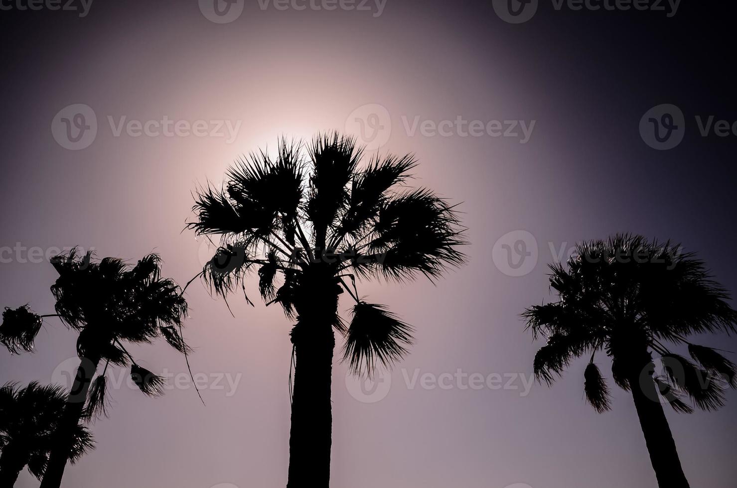 View of palm trees photo