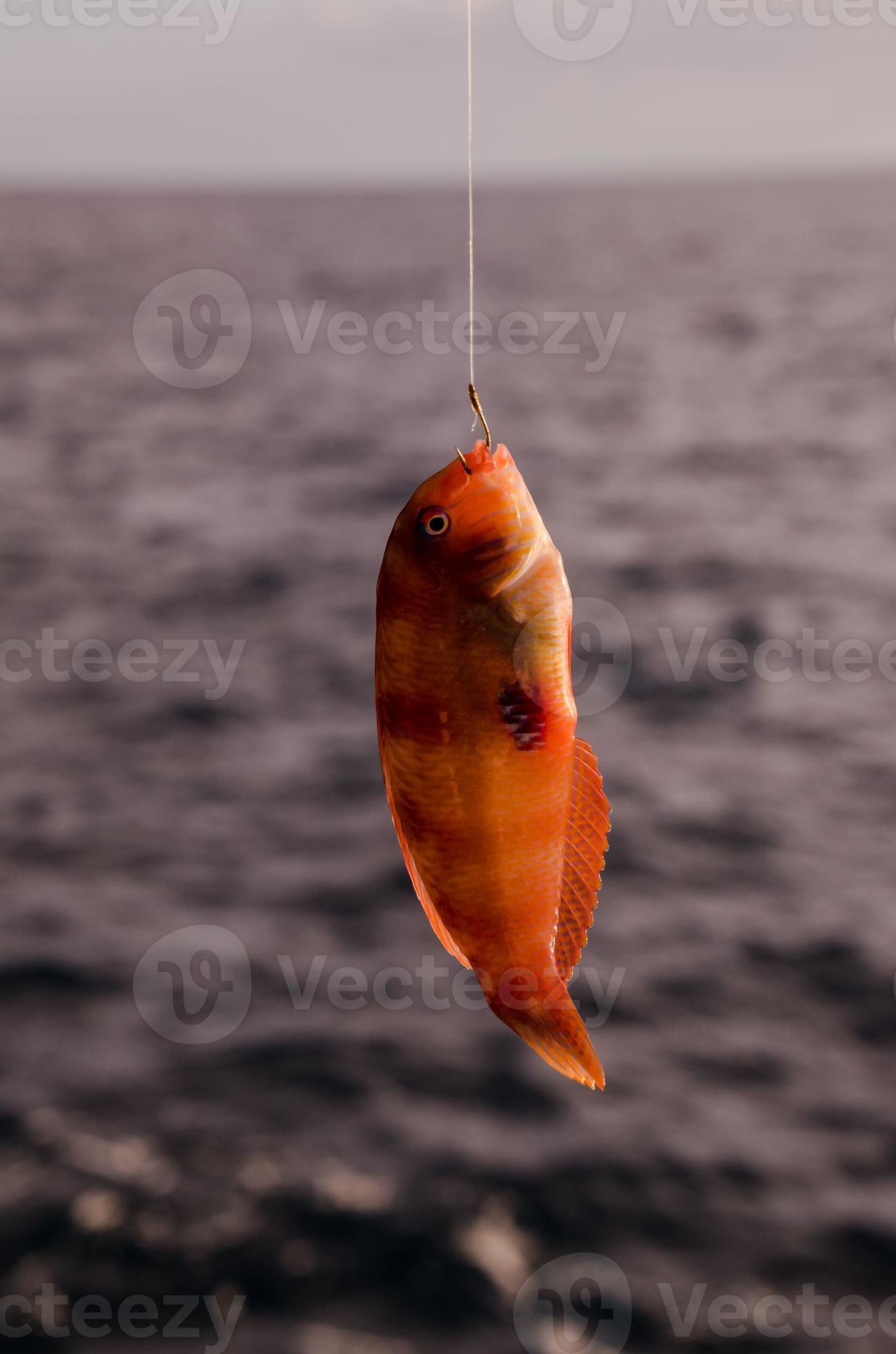 Small fish caught on the hook 17474298 Stock Photo at Vecteezy