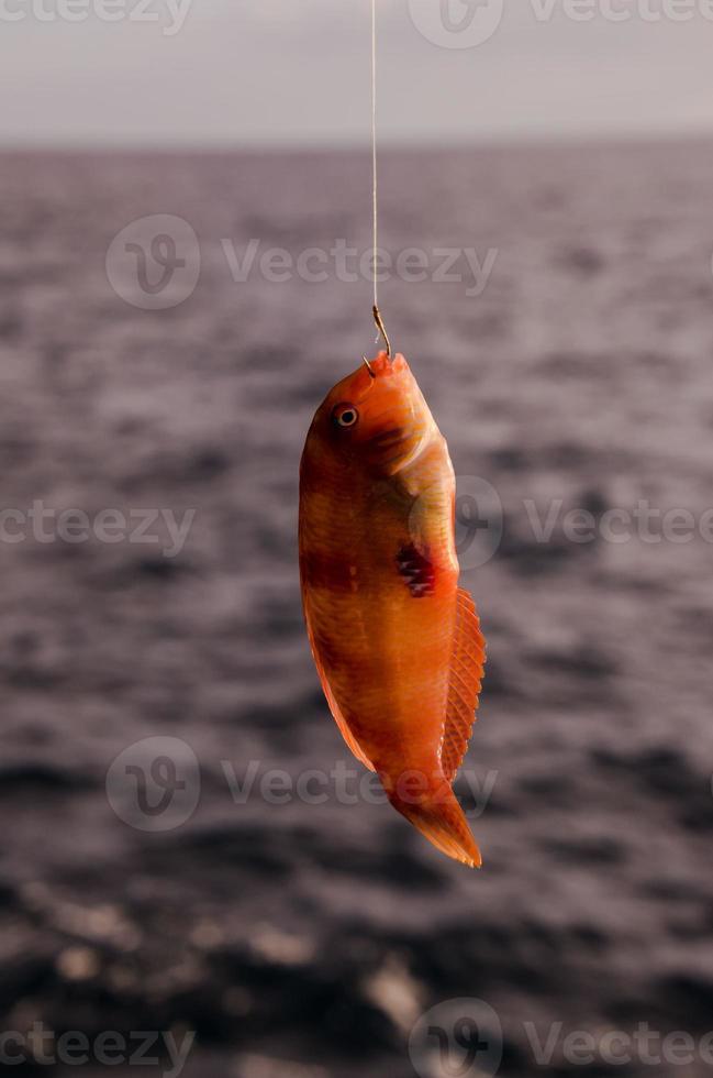 Small fish caught on the hook photo