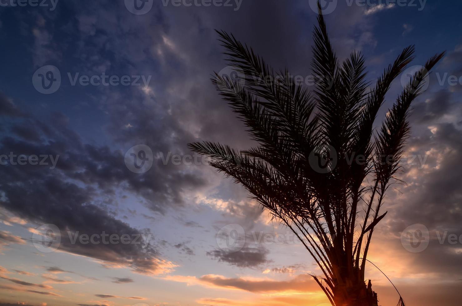 View with palm tree photo