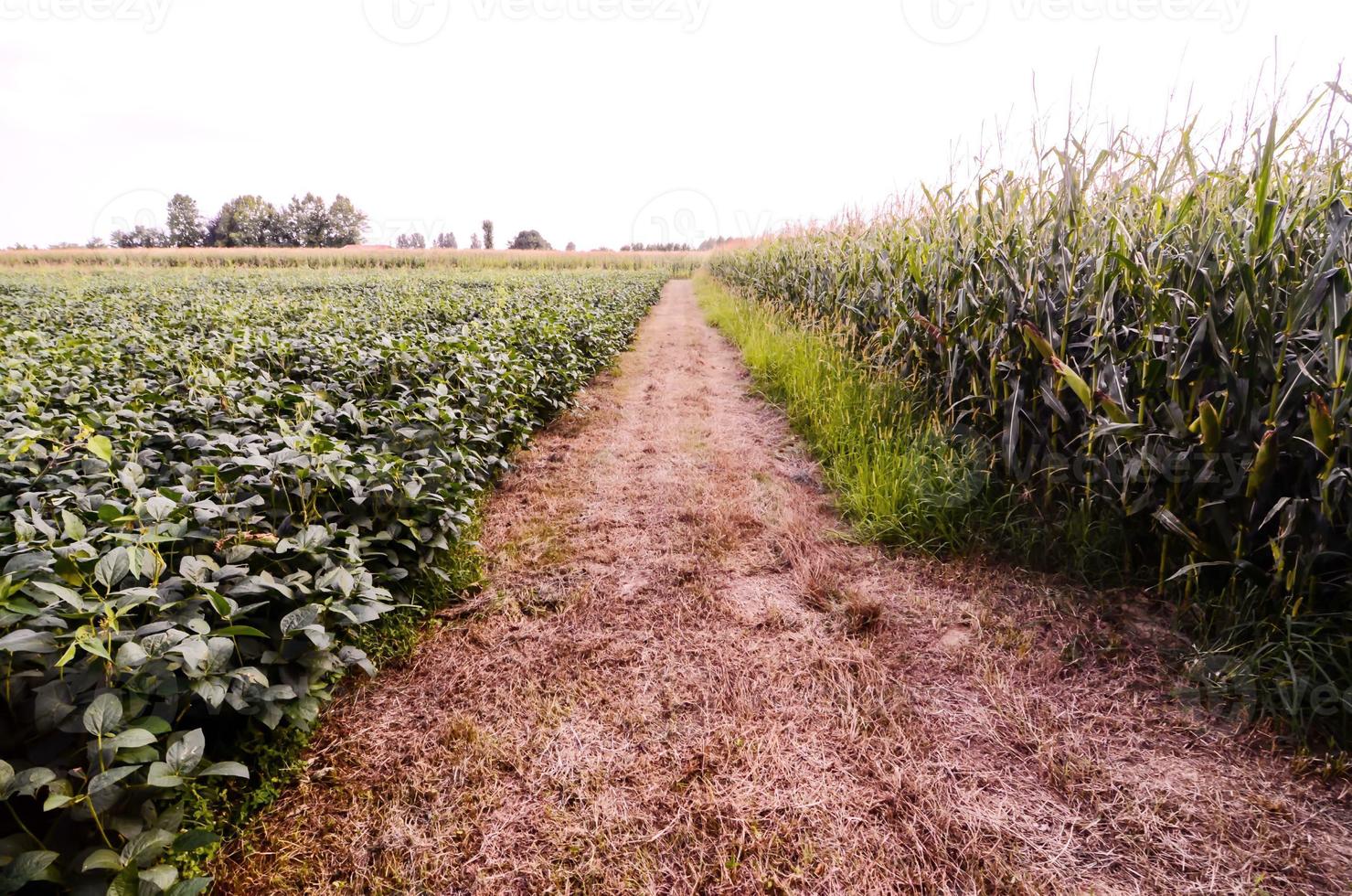 Rural dirt road photo
