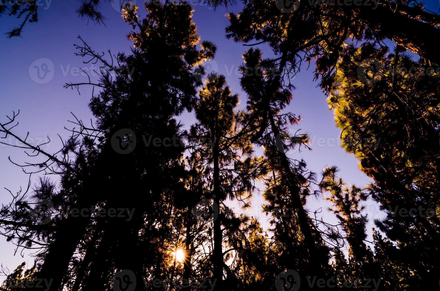 Scenic forest view photo