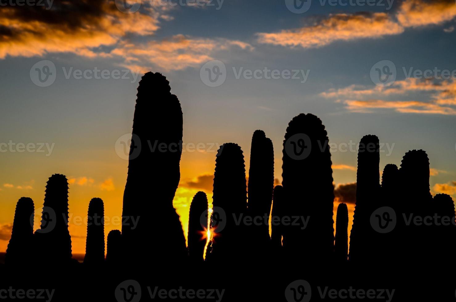 Desert view with cactus photo