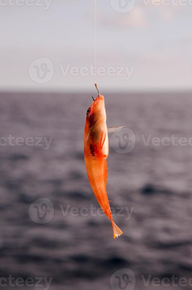 pez pequeño atrapado en el anzuelo foto