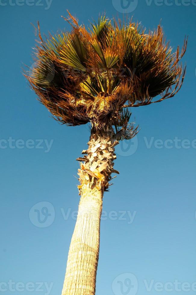 View with palm tree photo