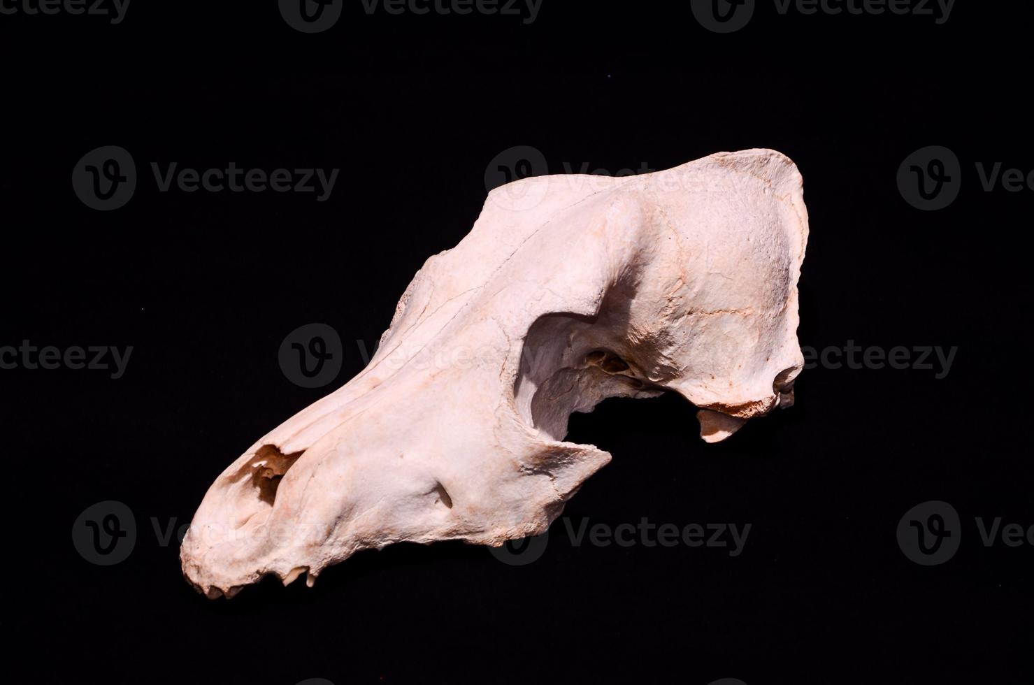 cráneo de carnero sobre fondo negro foto