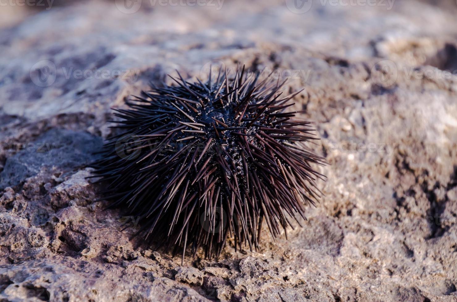 Sea urchin close-up photo
