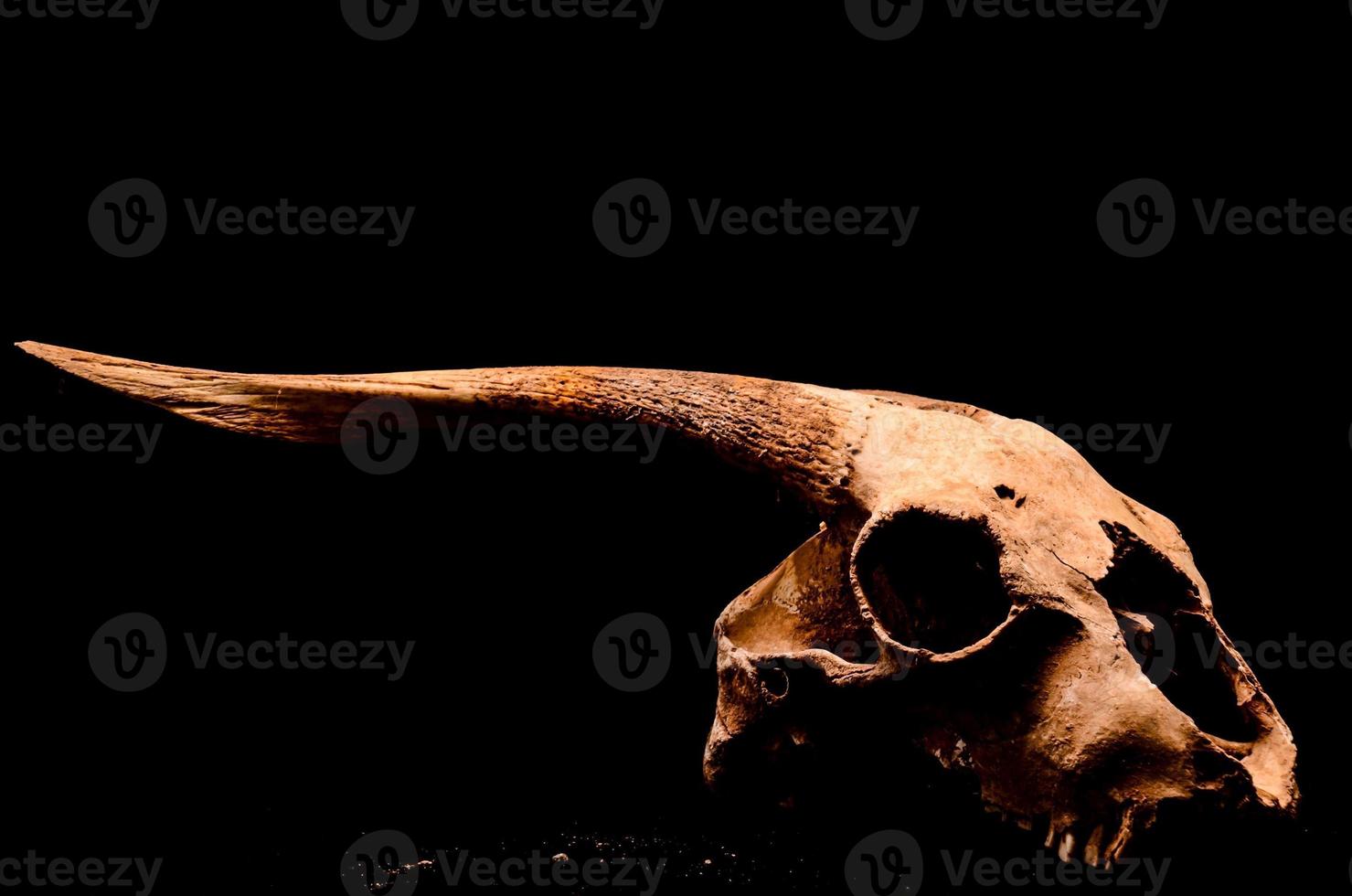 Ram skull on black background photo