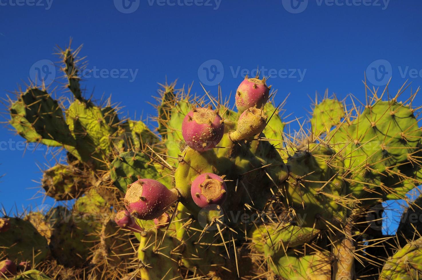 Cactus close-up view photo