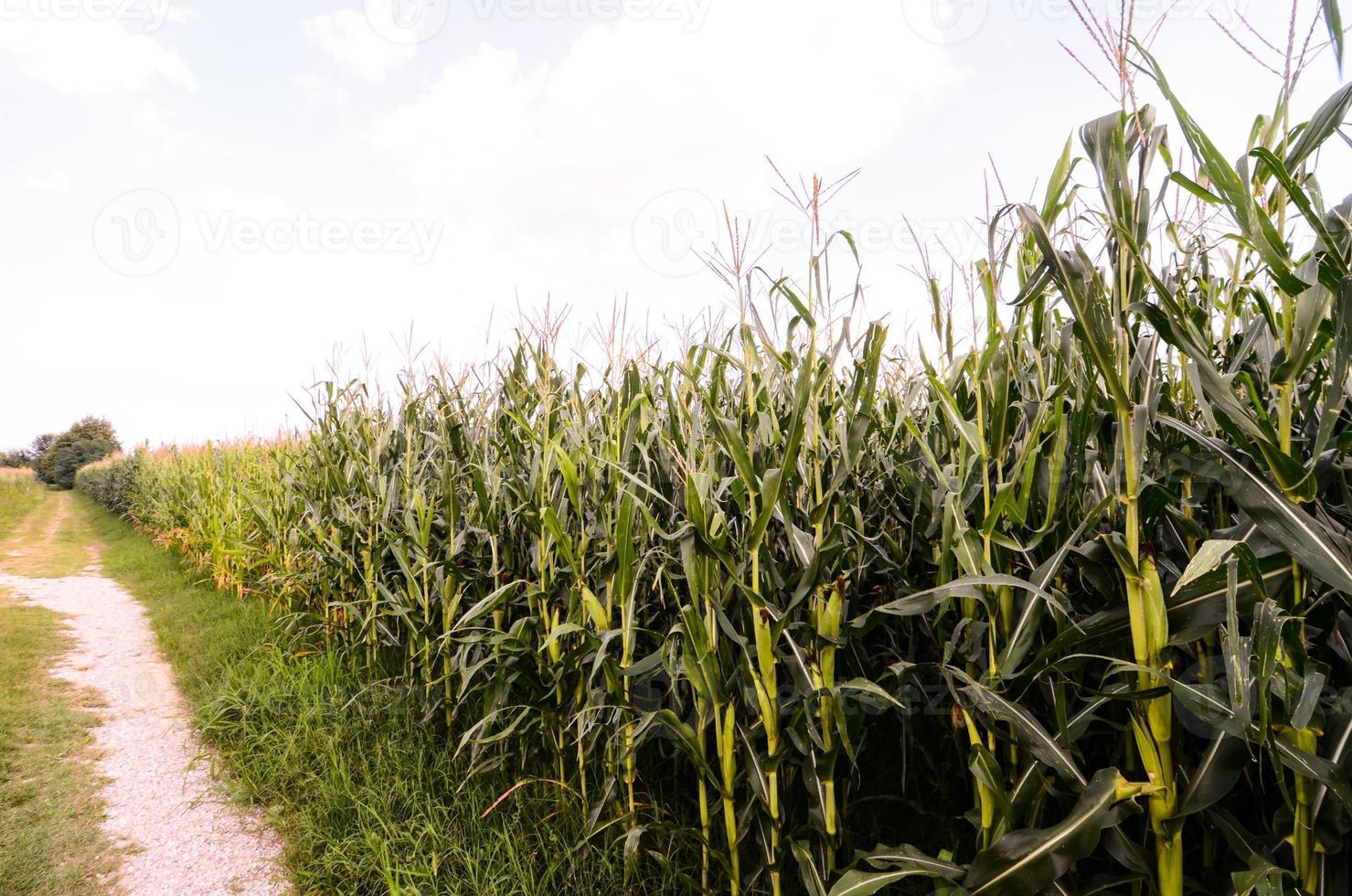 Rural road view photo