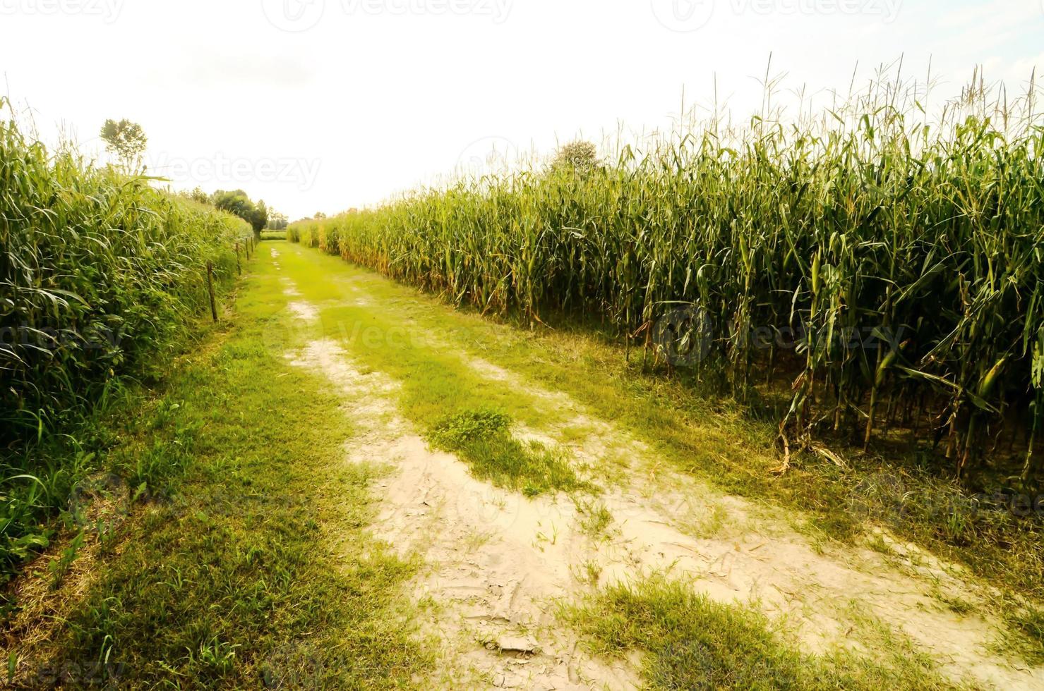 Rural road view photo