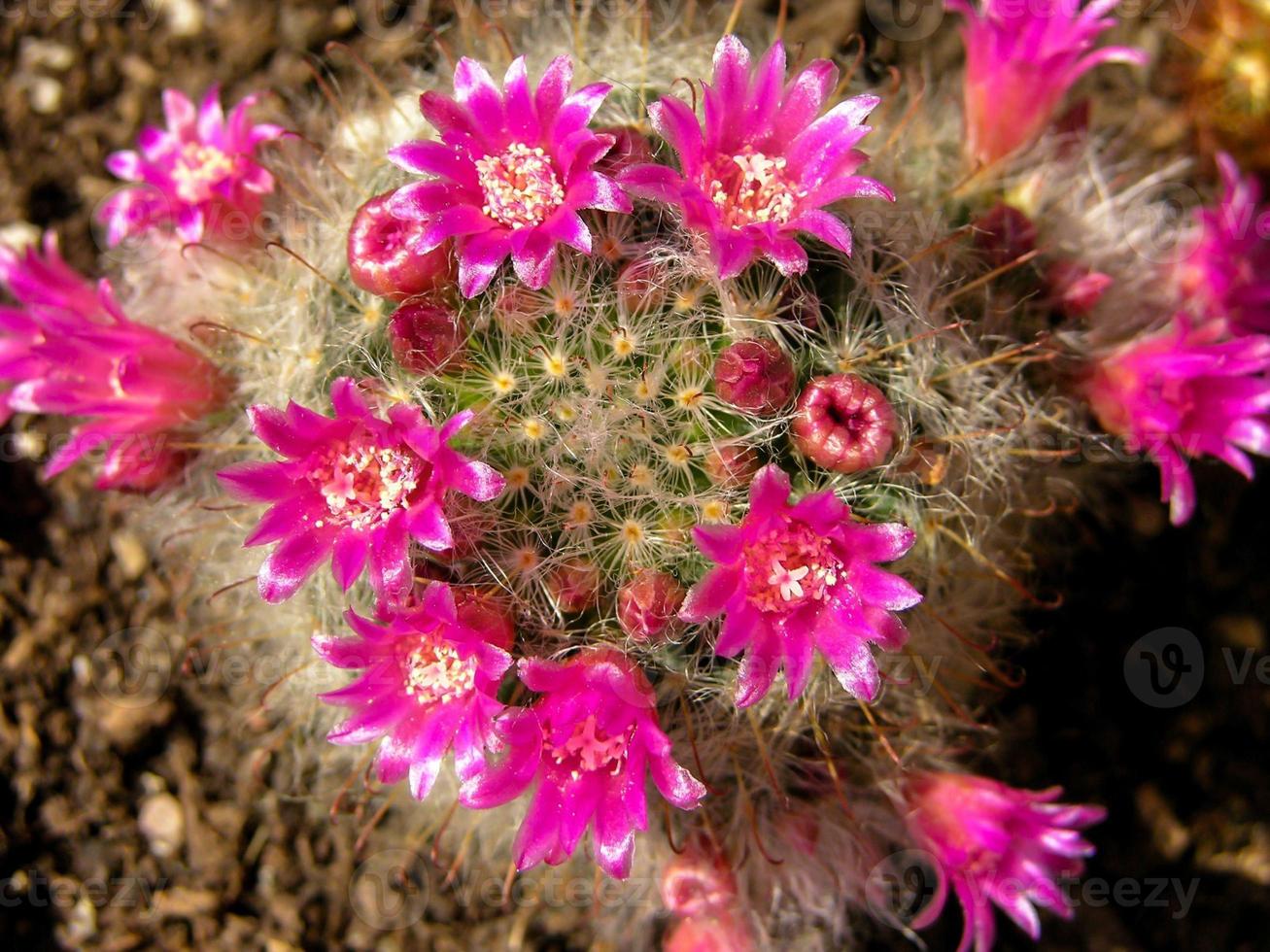 Cactus close-up view photo