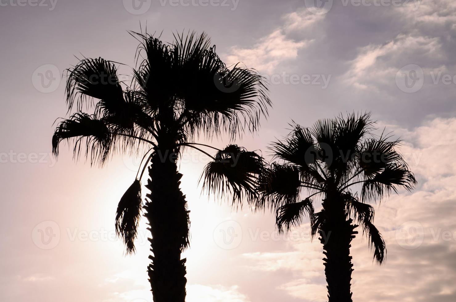 Palm trees view photo