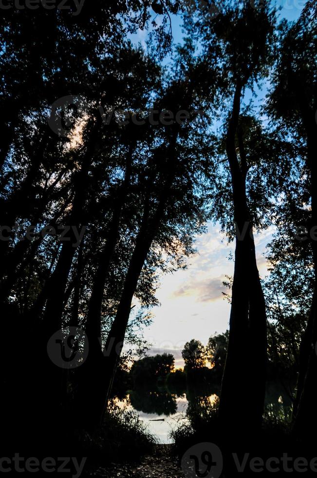 bosque vista de abajo hacia arriba foto