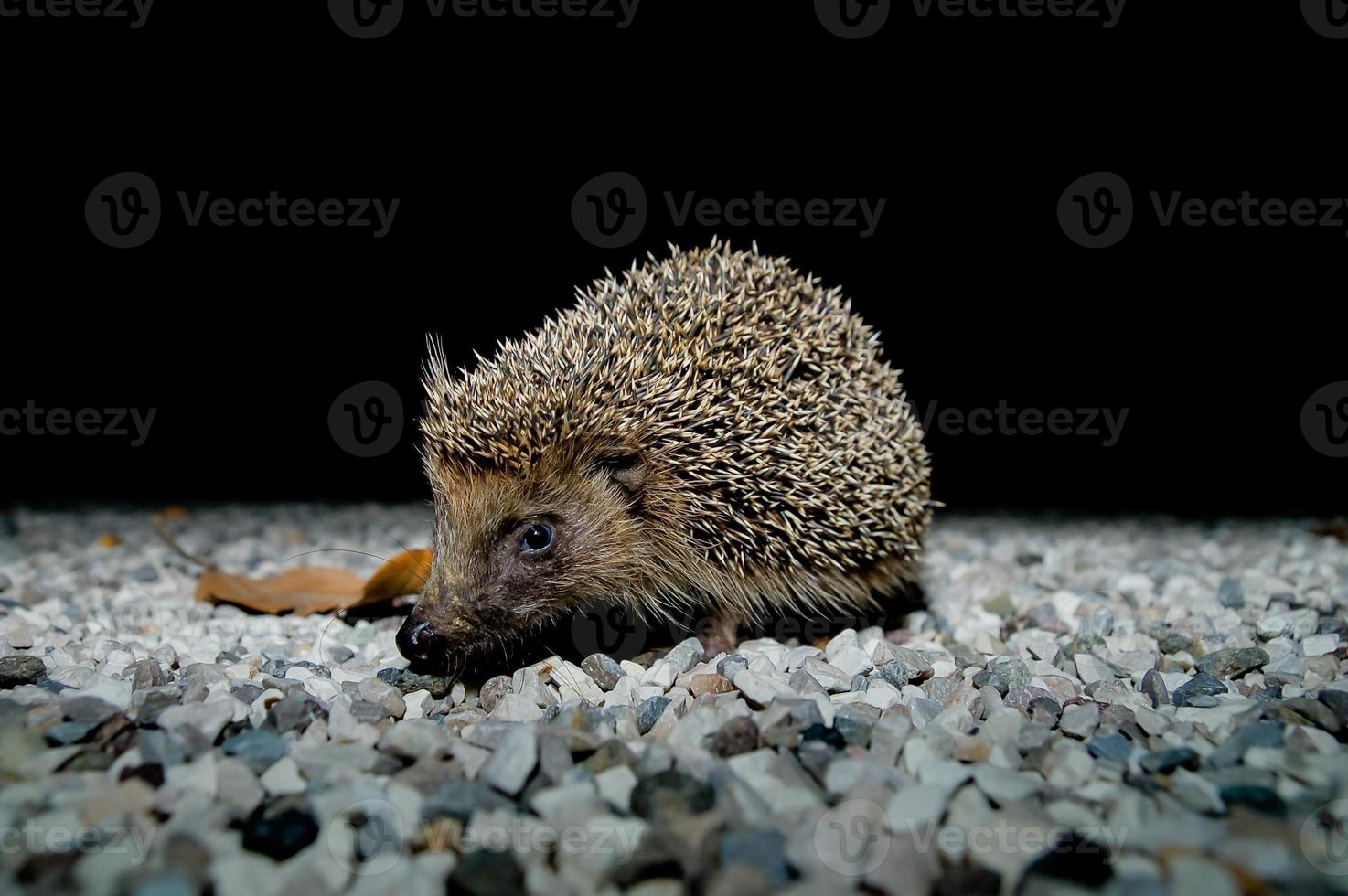 Cute little hedgehog photo