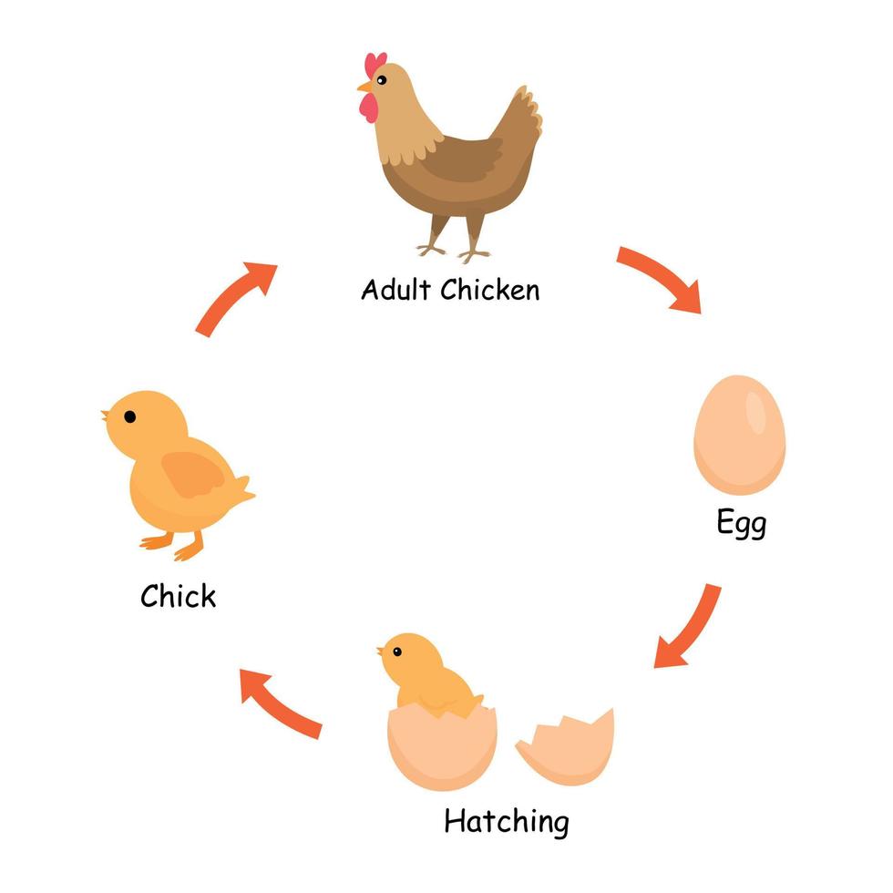 ciclo de vida del pollo desde el huevo, la eclosión, el pollito hasta el pollo adulto vector