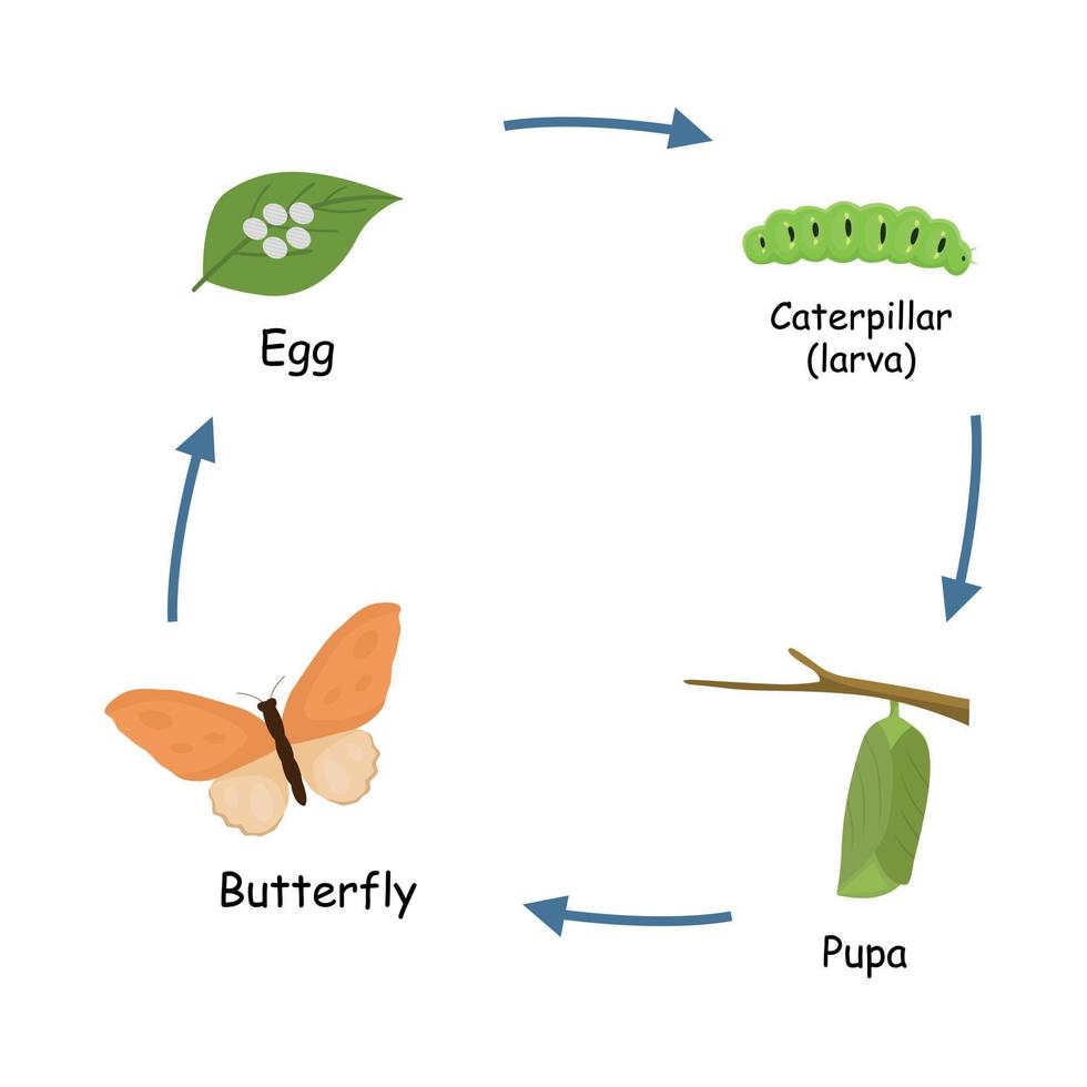 Metamorphosis or life cycle of butterfly from eggs, caterpillar, pupa to a  butterfly 17476113 Vector Art at Vecteezy