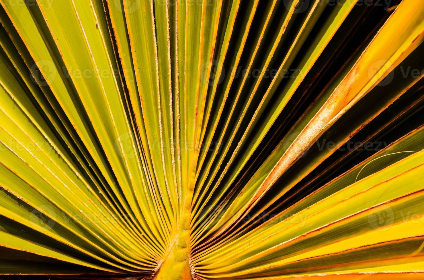 Palm leaf texture photo