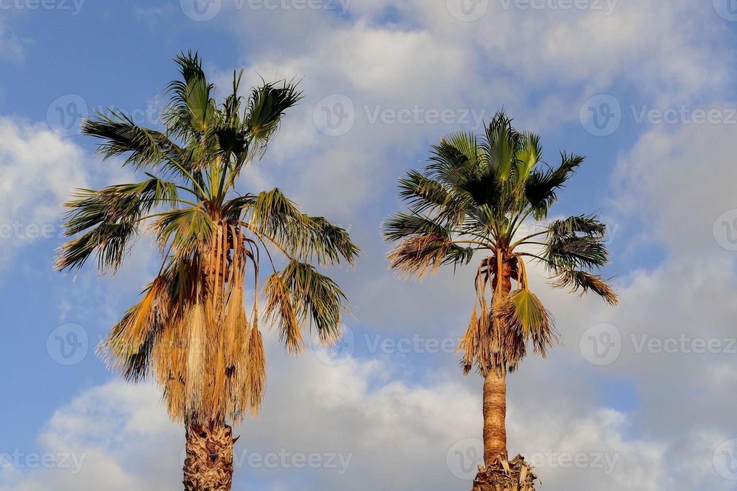 View of palm trees photo