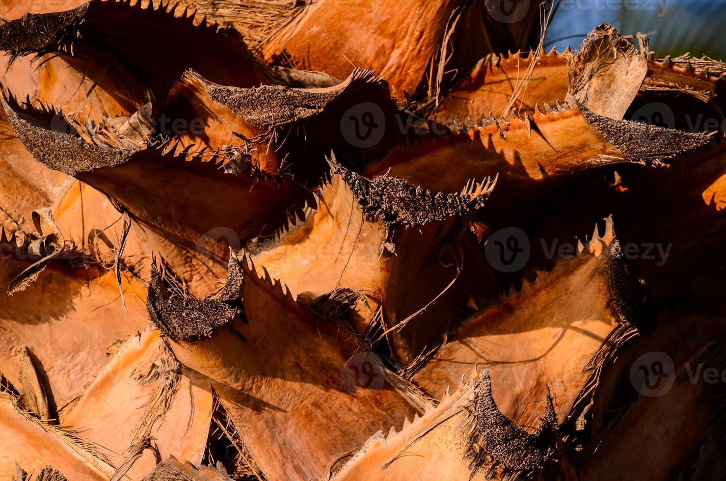 Palm tree texture photo