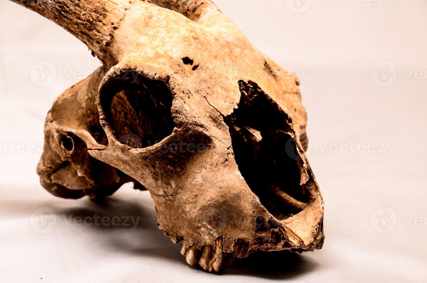 Isolated ram head photo