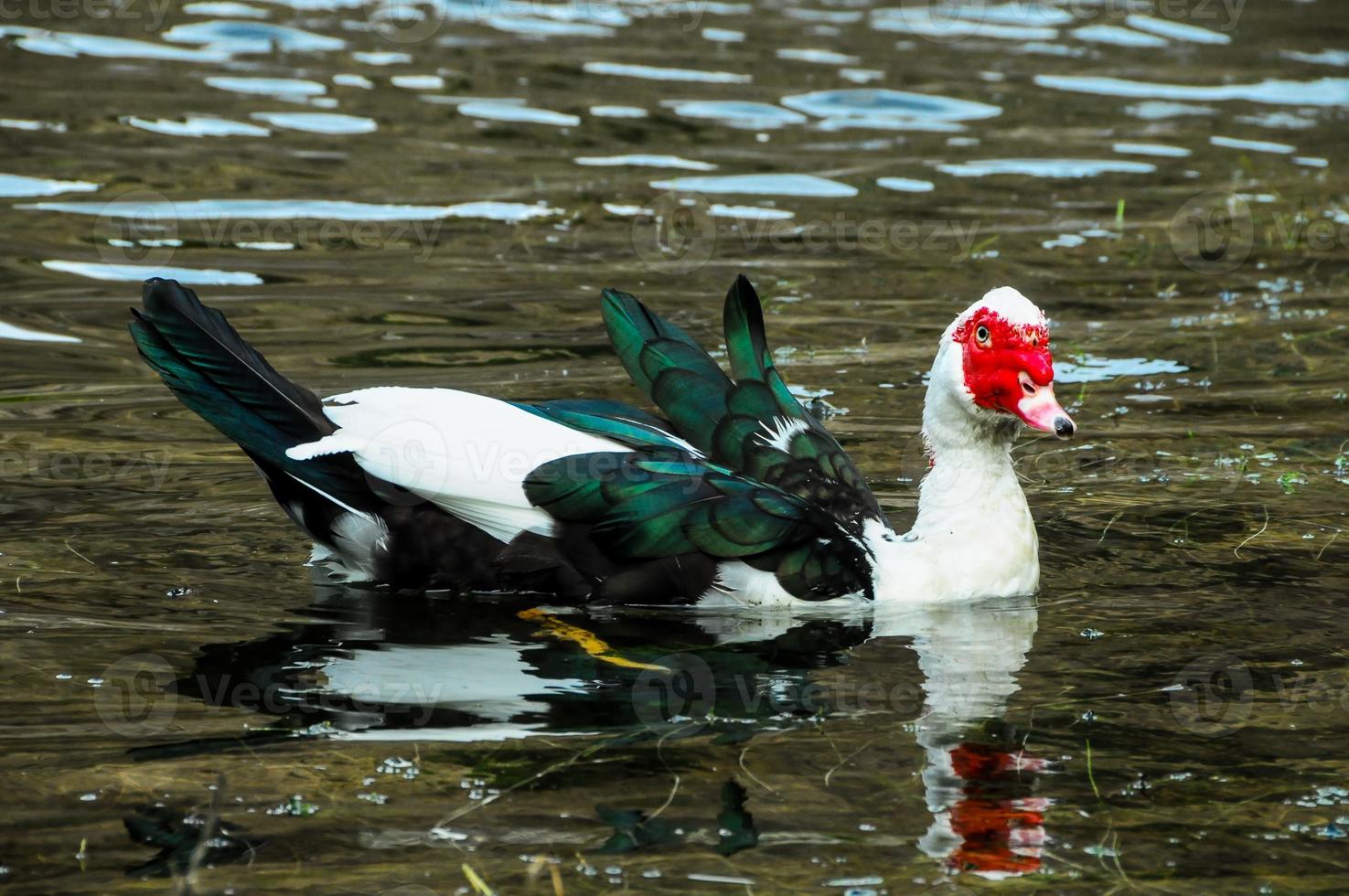 Wild duck on the water photo