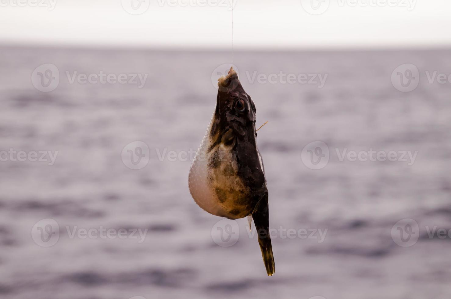 Small fish caught on the hook photo