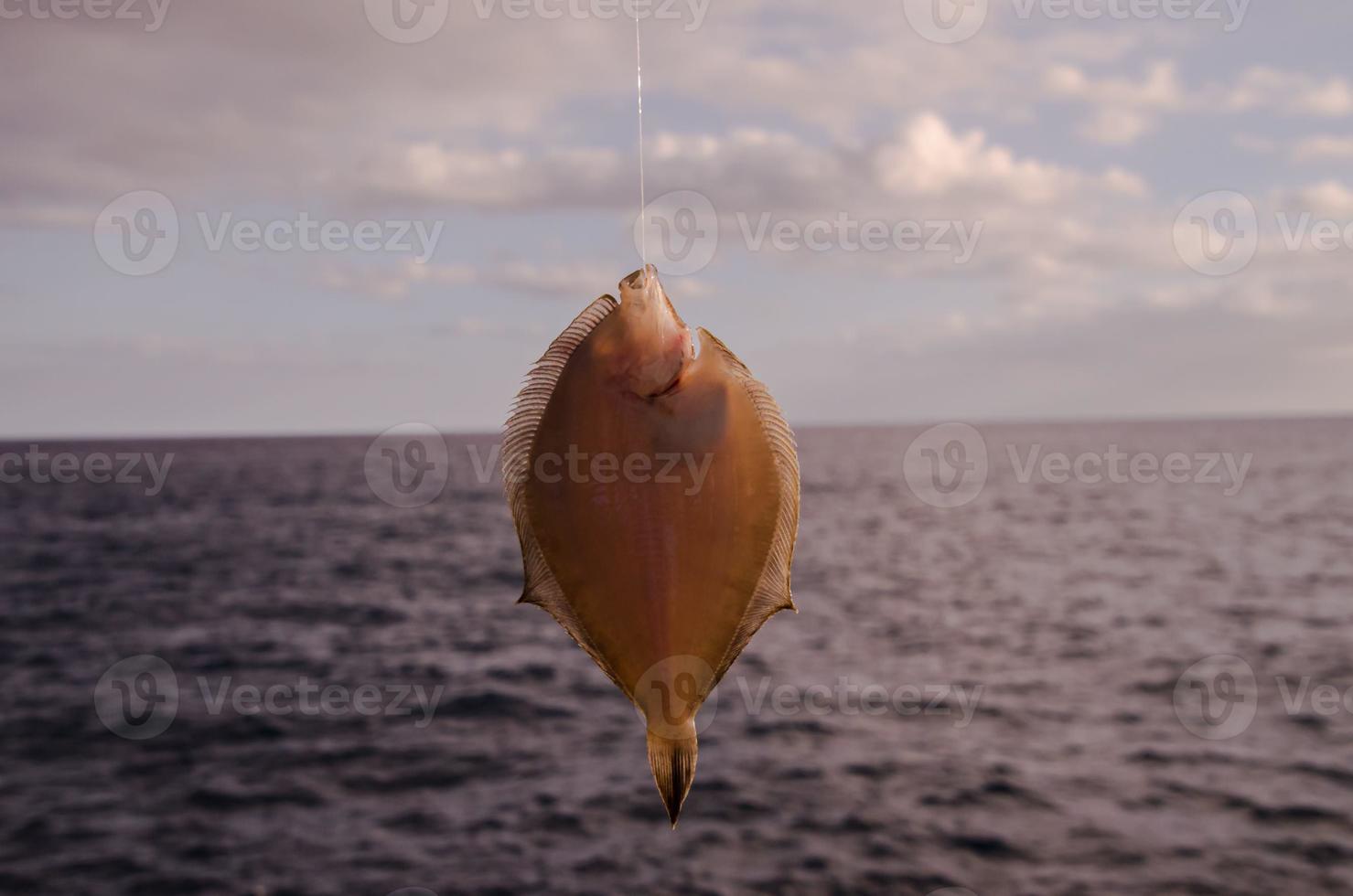 Small fish caught on the hook photo