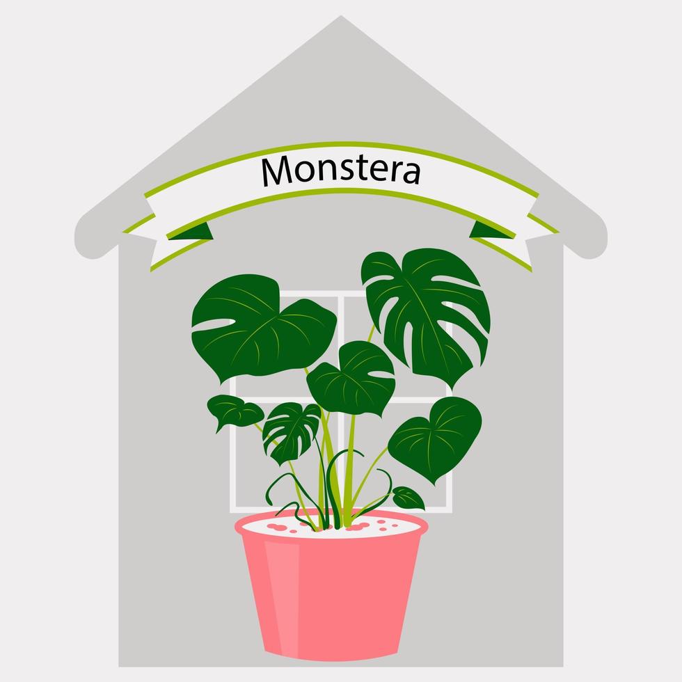 Monstera in a flower pot on the background of a house with a window. Vector illustration of indoor plant for home or office interior decor. Room flower in flat style.