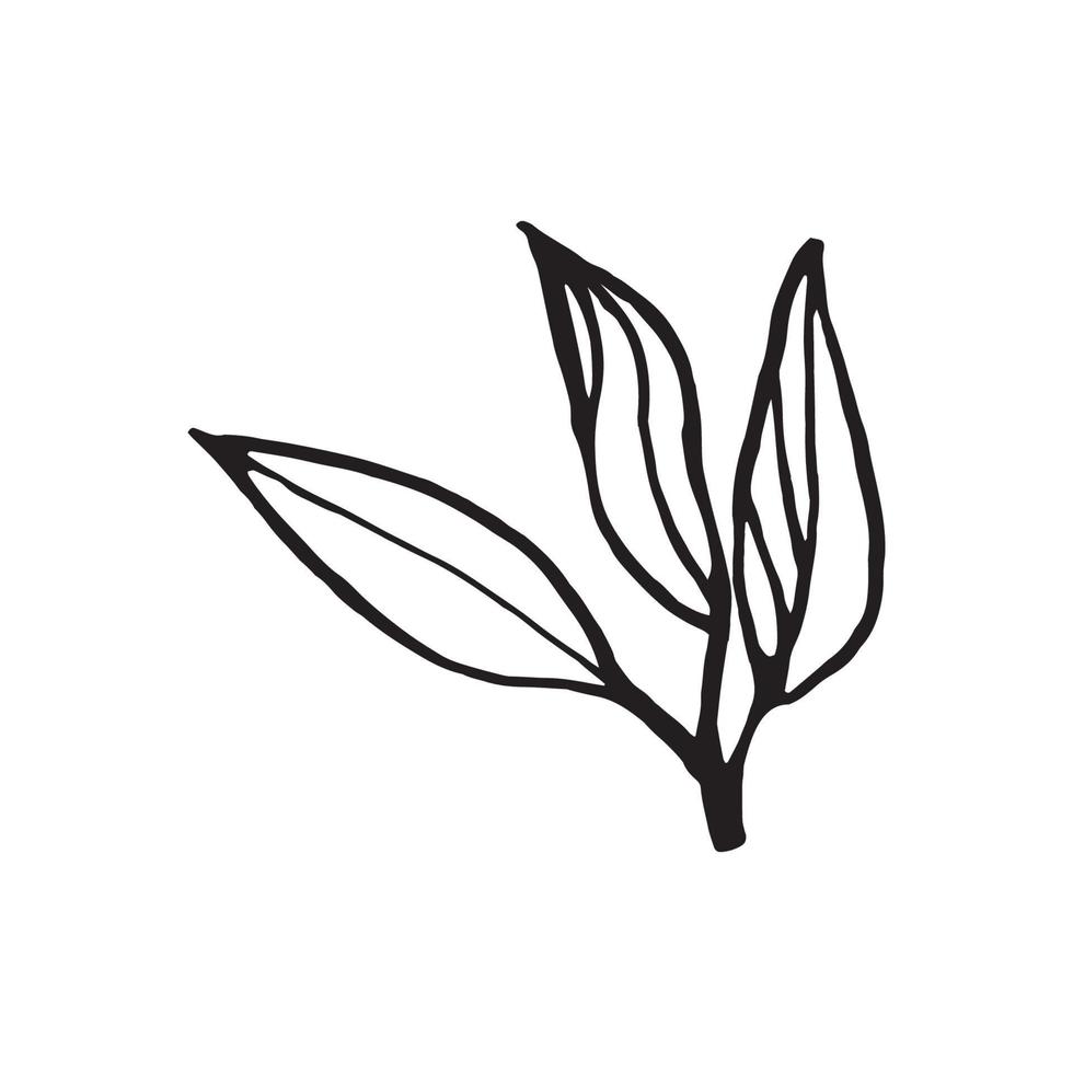 Cute hand drawn single leaf of sakura element. Traditional japanese or chinese spring flower in ink style. Doodle cherry plant. vector