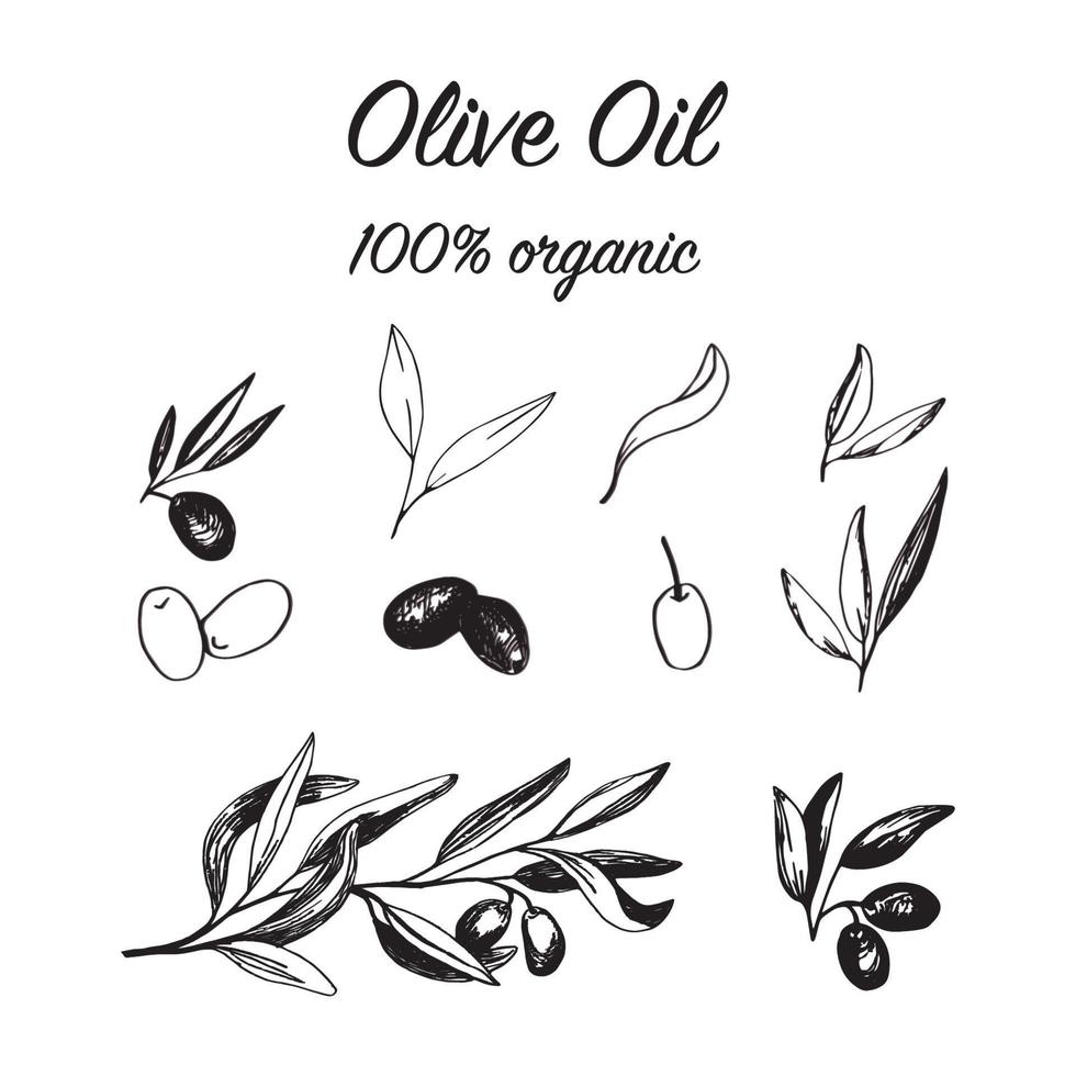 aceitunas con ramas de olivo y frutas para el diseño de la cocina italiana vector