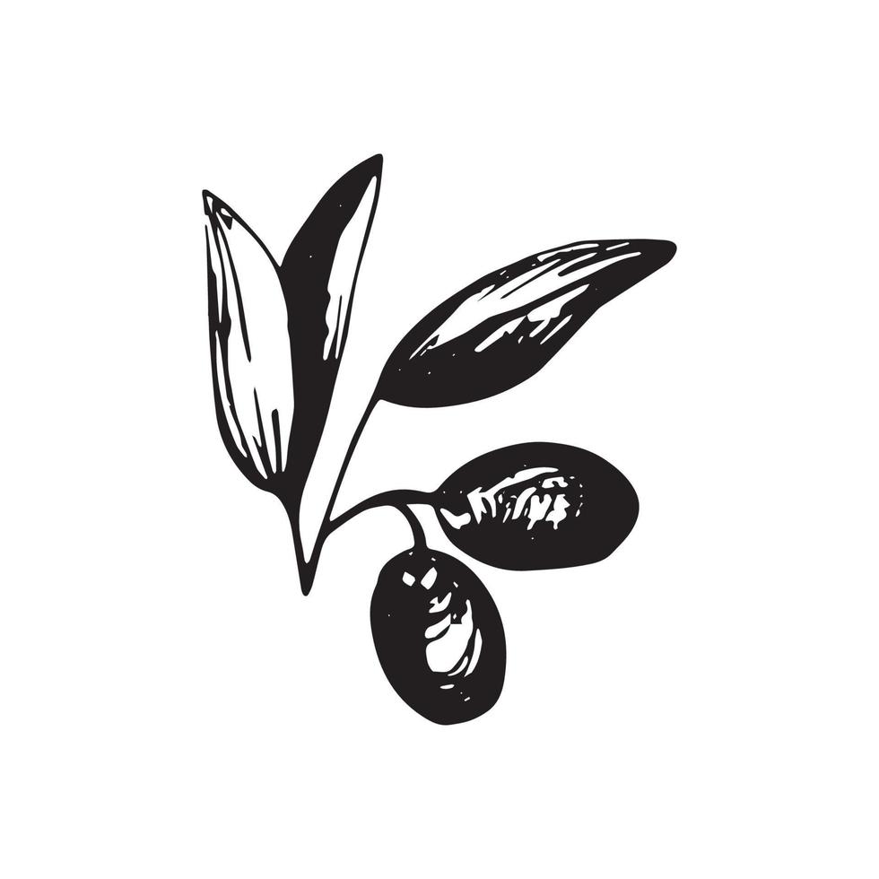 rama de olivo y frutas para el diseño de la cocina italiana o envoltura de envasado de alimentos o productos cosméticos de aceite virgen extra. ilustración dibujada a mano en vector. vector