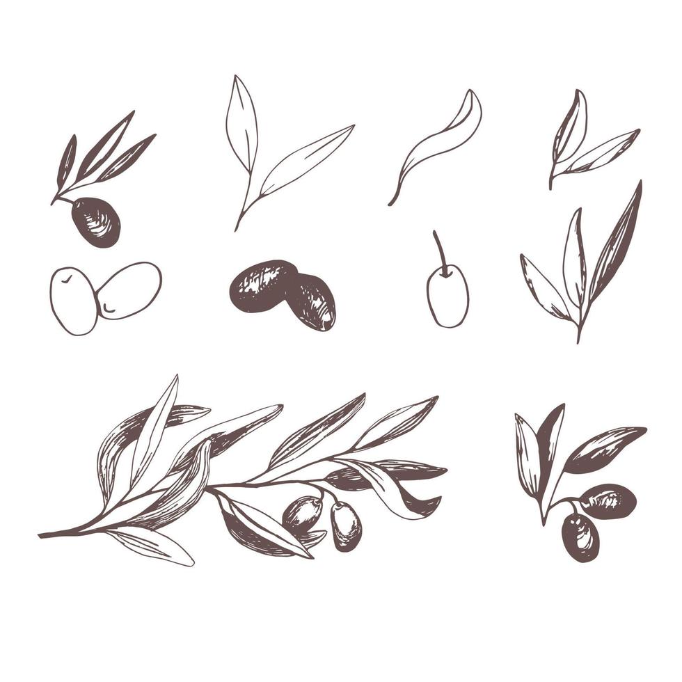 Olives set with olive branches and fruits for Italian cuisine design vector