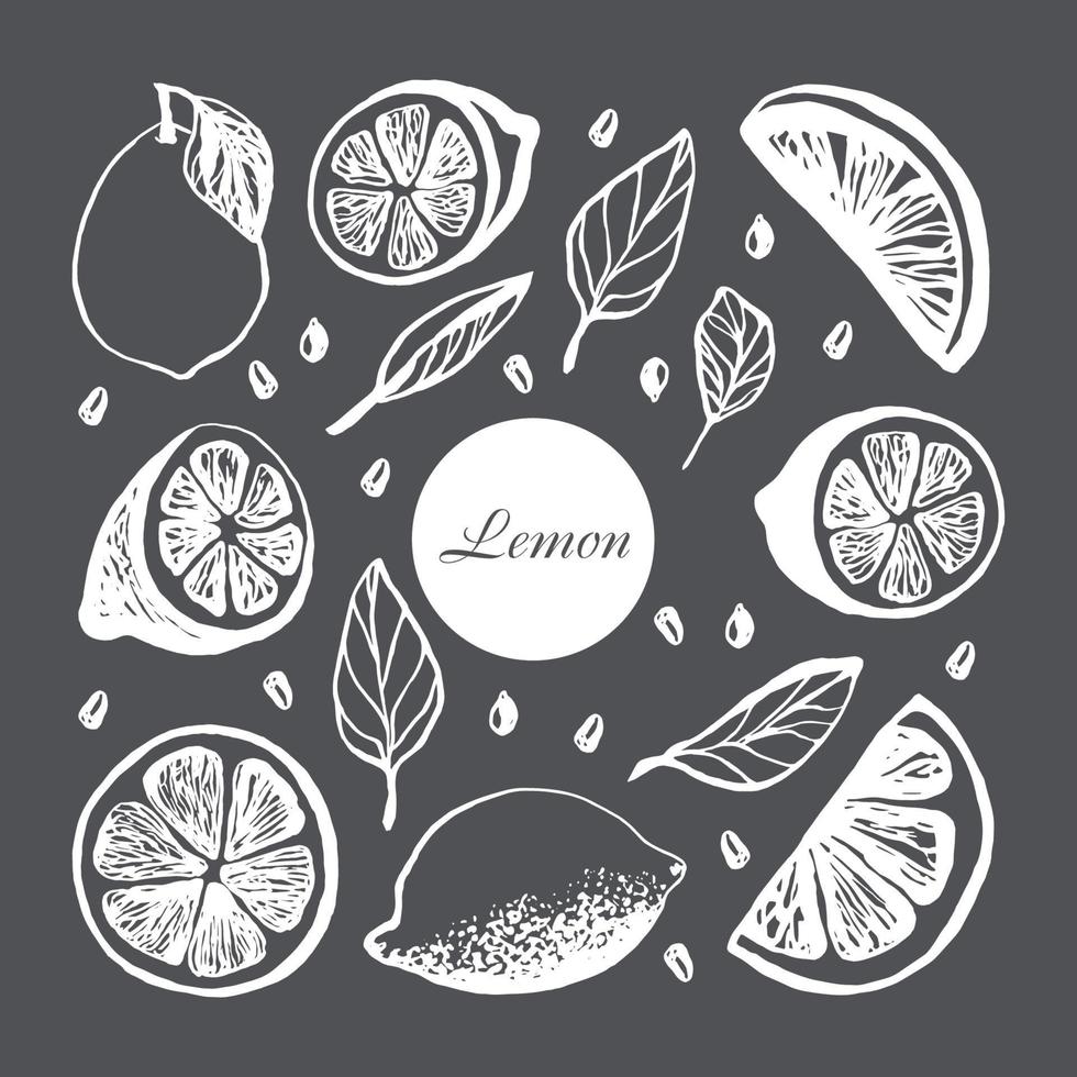 Cute hand drawn set with slices lemon with leaves and seeds for menu or recipe. Doodle vector illustration. Fresh and tasty.